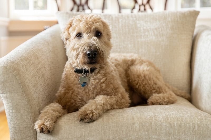 wheaten terrier lying on sofa