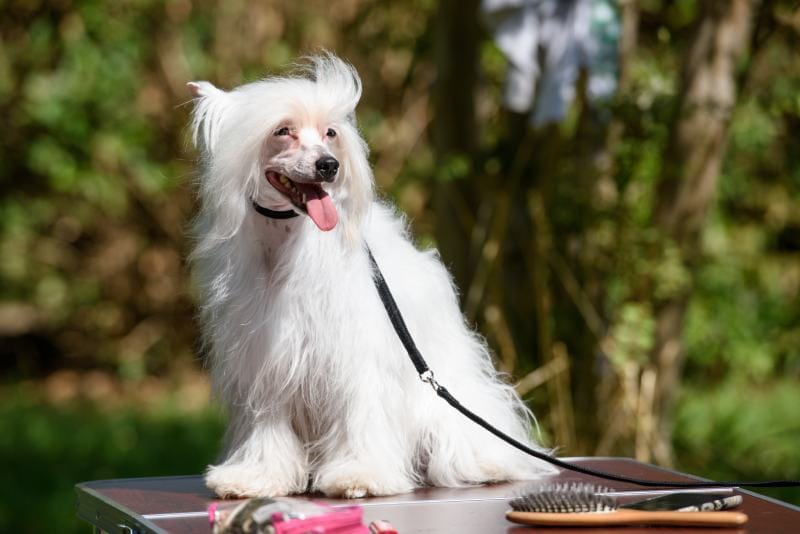 white Chinese crested dog sits on a table