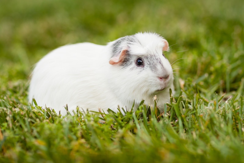 white and gray coronet guinea pig