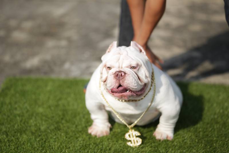 white color micro american bully dog puppy sitting on the green grass