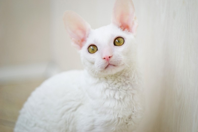 white cornish rex cat
