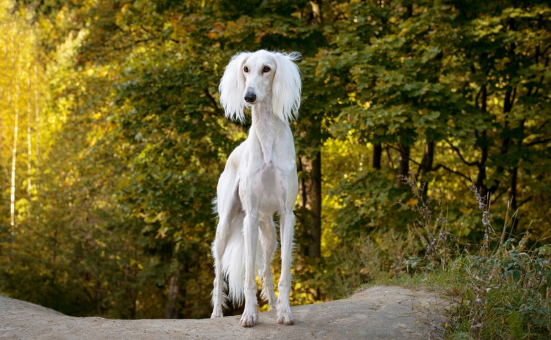 white saluki dog standing on a path in the forest