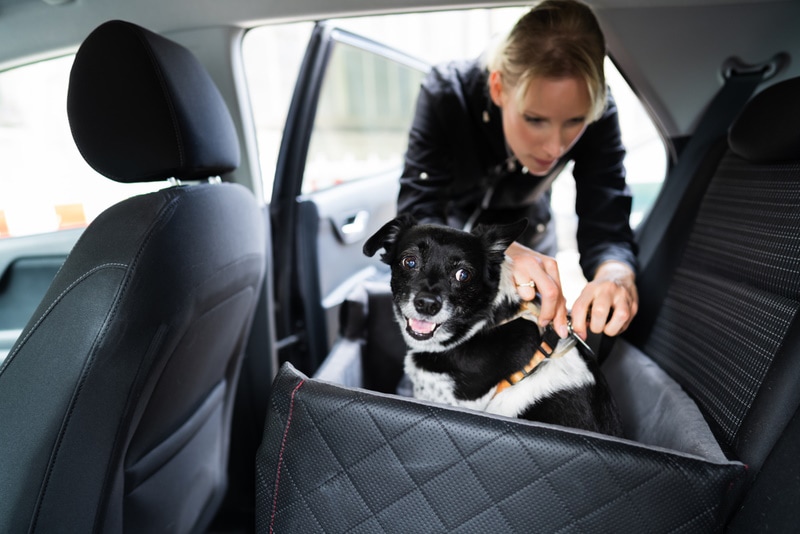 woman fixing dog harness in the car