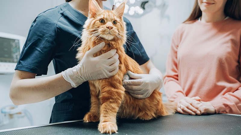 woman took her maine coon cat to the veterinary clinic