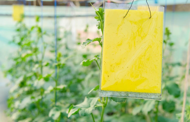 yellow glue board or fly trap hanging in a melon farm