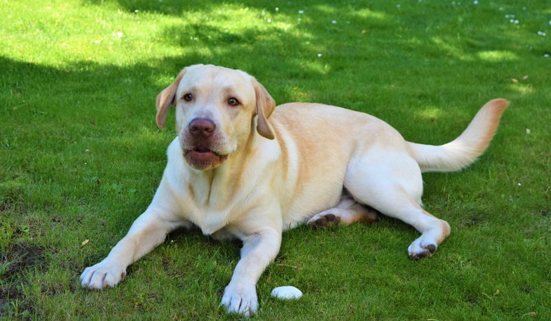 yellow labradoe in the grass