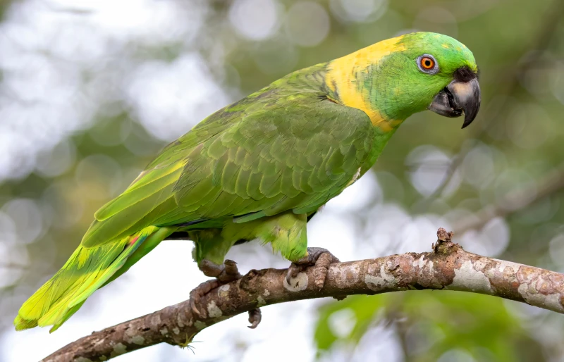 yellow napped amazon parrot bird perched on a branch in costa rica