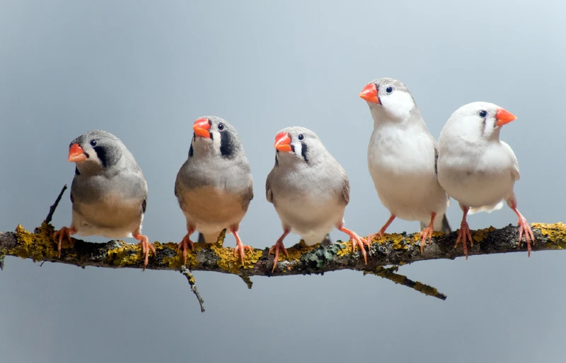 zebra finch birds perched on a branch