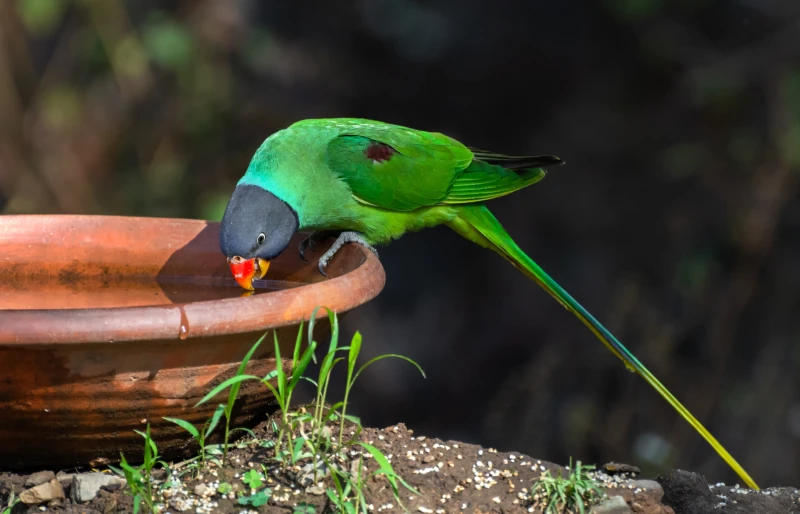 A Slaty-headed parakeet (Psittacula himalayana) drinking water