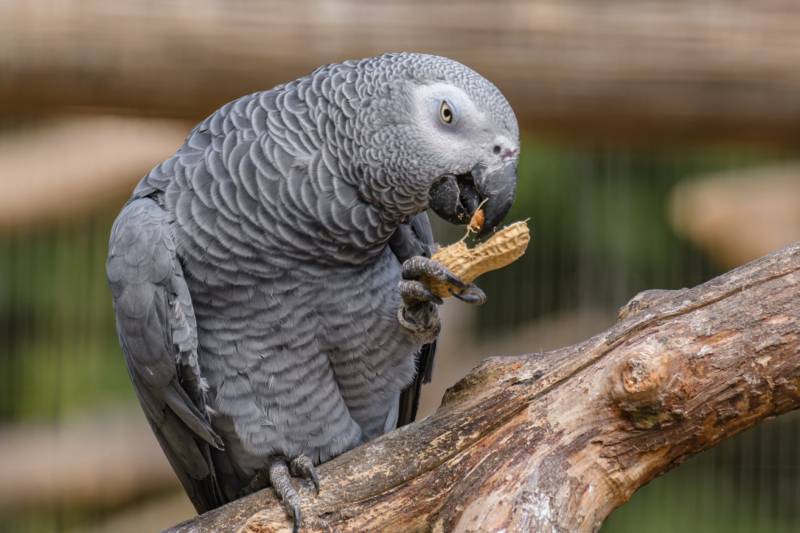 African Grey Parrot Feeding