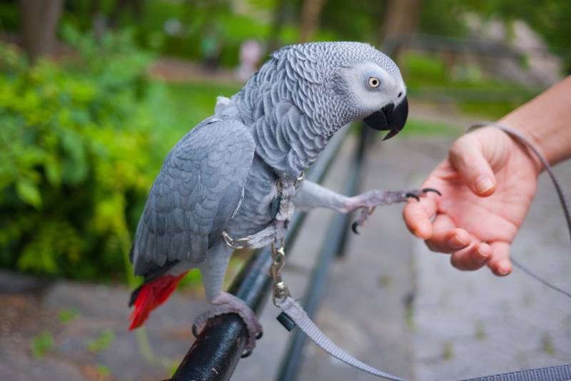 African Grey Parrot stepping onto a hand