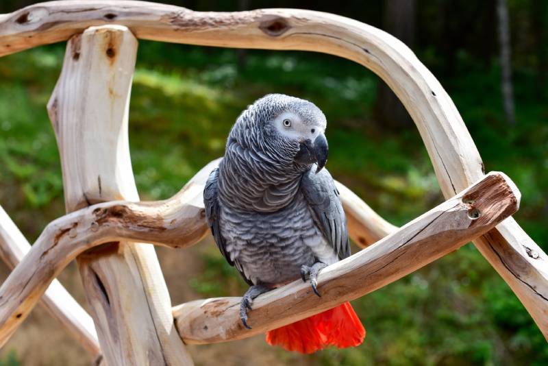 African Grey Parrot