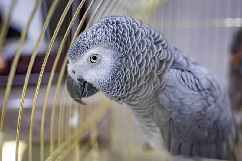 African grey parrot in cage