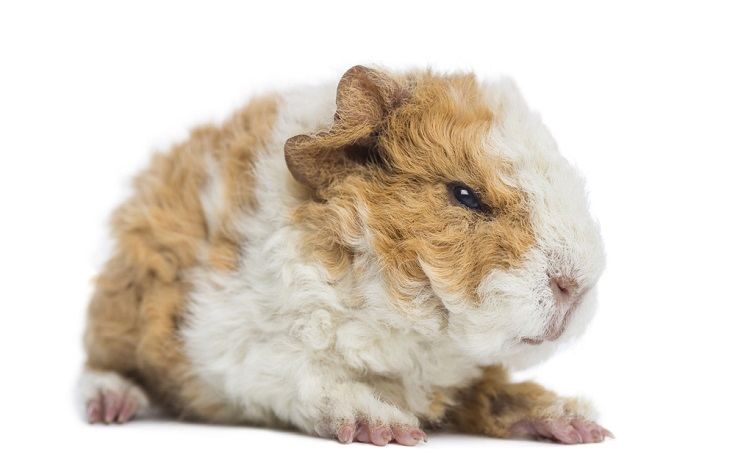 Baby Alpaca Guinea Pig