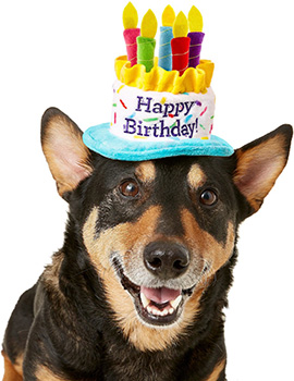 Birthday Hat
