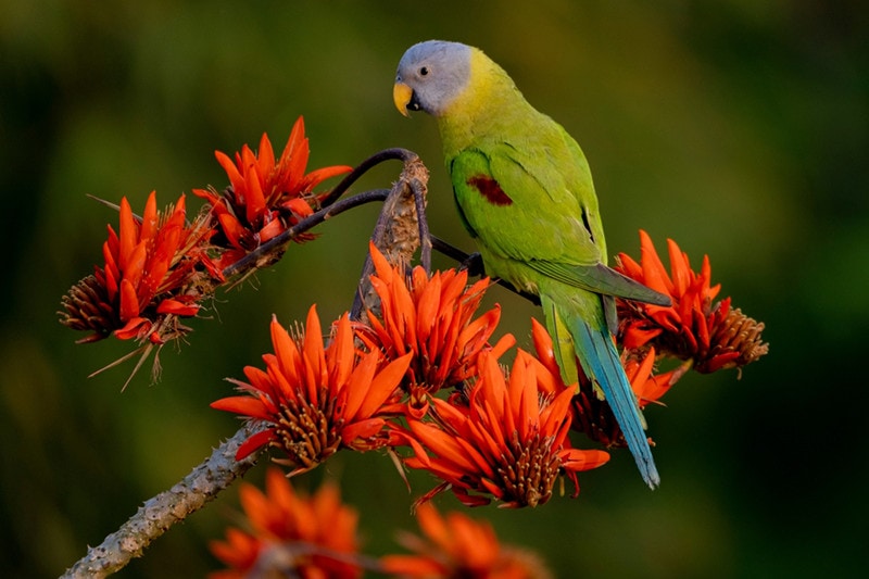 Blossom-Headed Parakeet