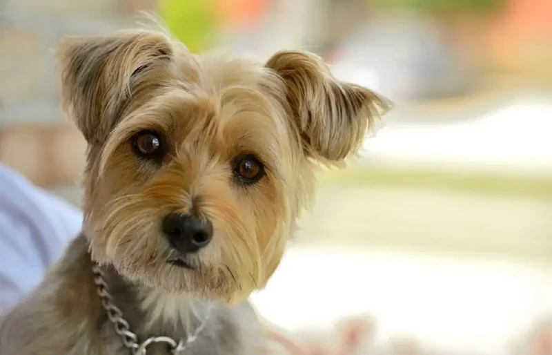 Carkie (Cairn Terrier Yorkie Mix) dog close-up