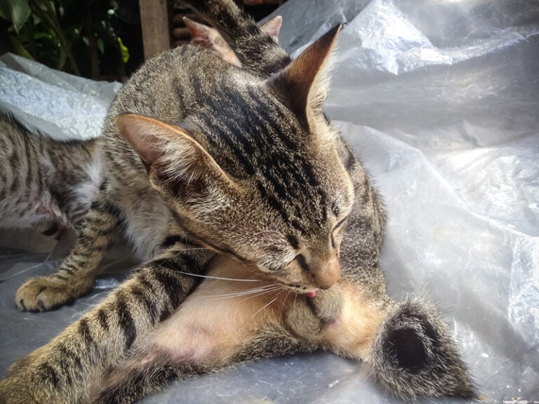 Why Do Cats Lick Each Other's Bums? 6 Possible Reasons Hepper