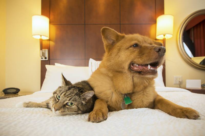Cat and Dog together resting on bed of hotel room