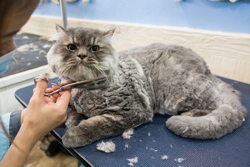 Cat grooming in pet salon