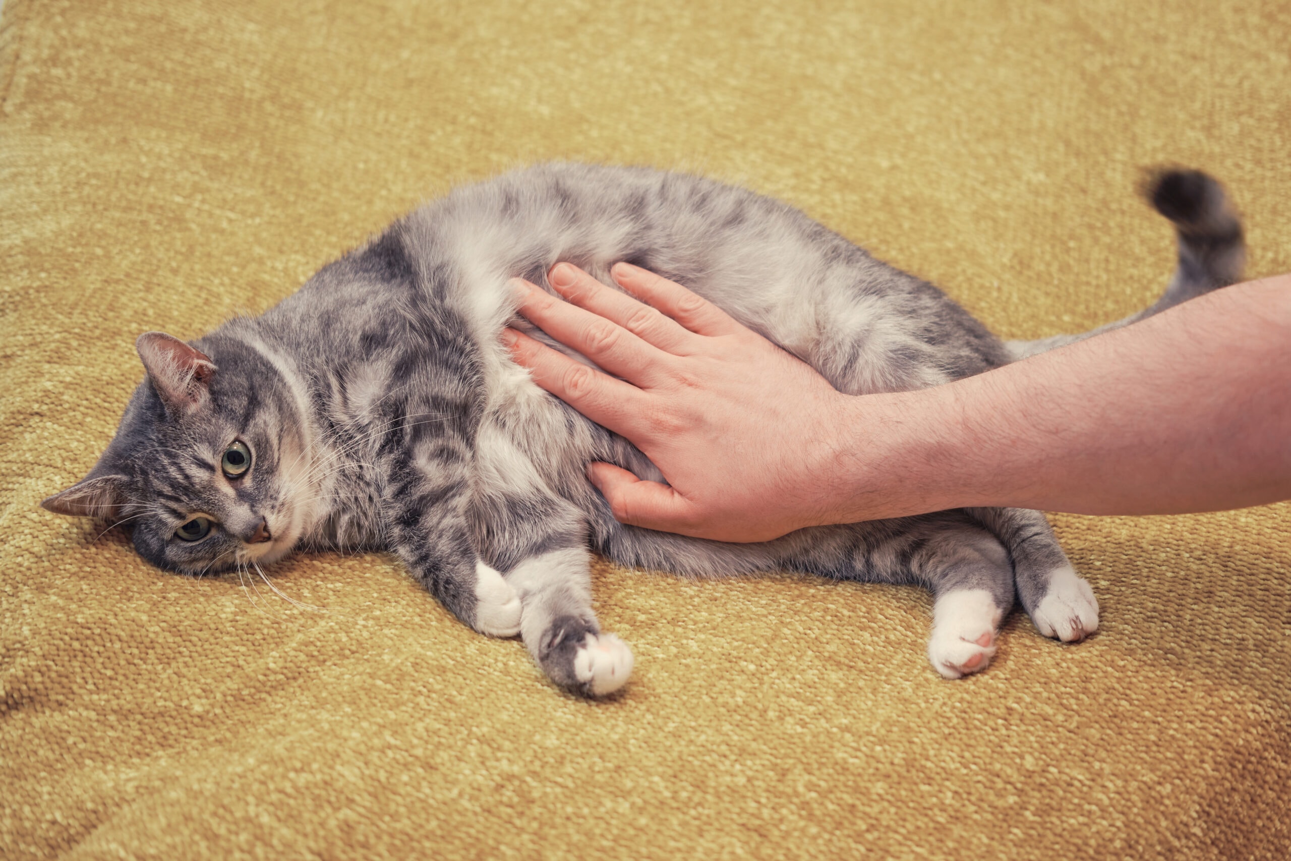 Cat laying down while a person rubs its chest