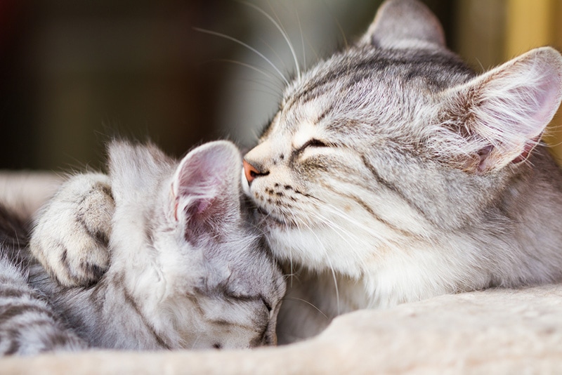 Cat licking kitten
