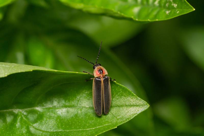 Common Eastern Firefly on Leaf