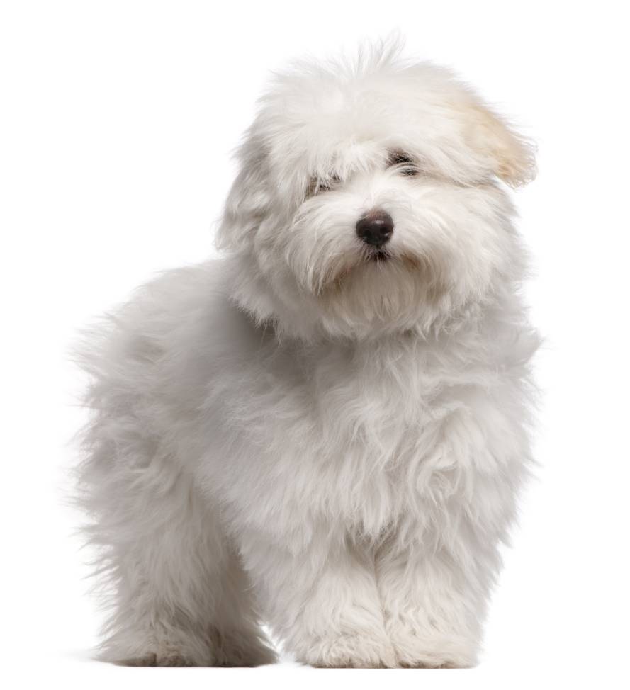 15 Coton De Tulear Haircuts & Styles in 2024 (With Pictures) Hepper