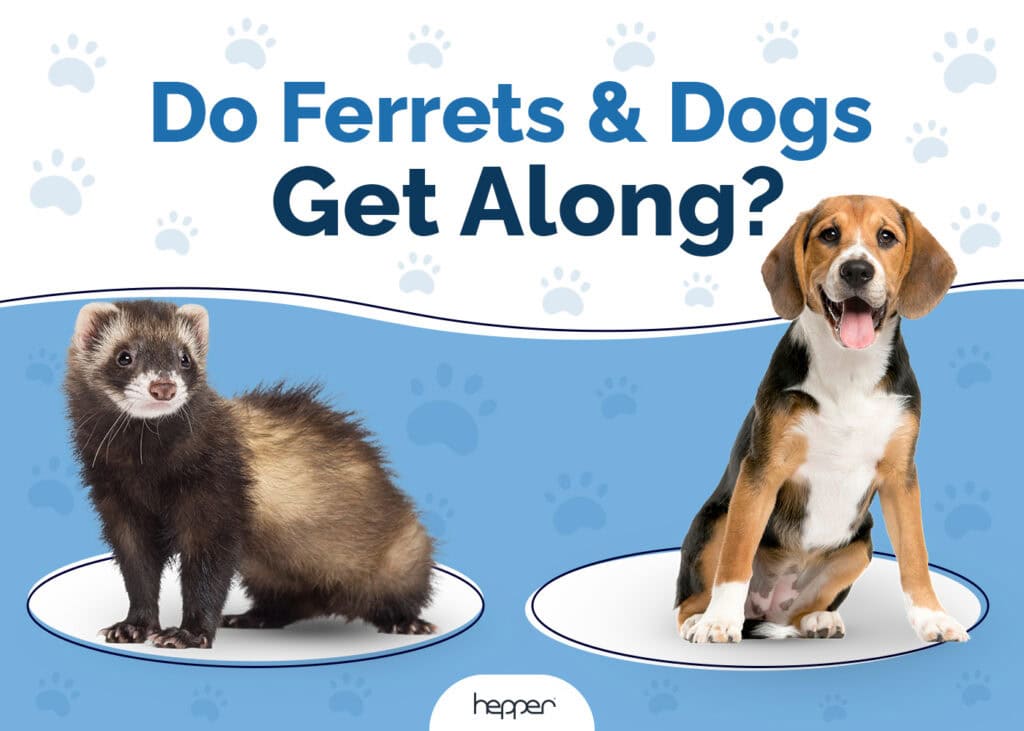 Do Ferrets and Dogs Get Along