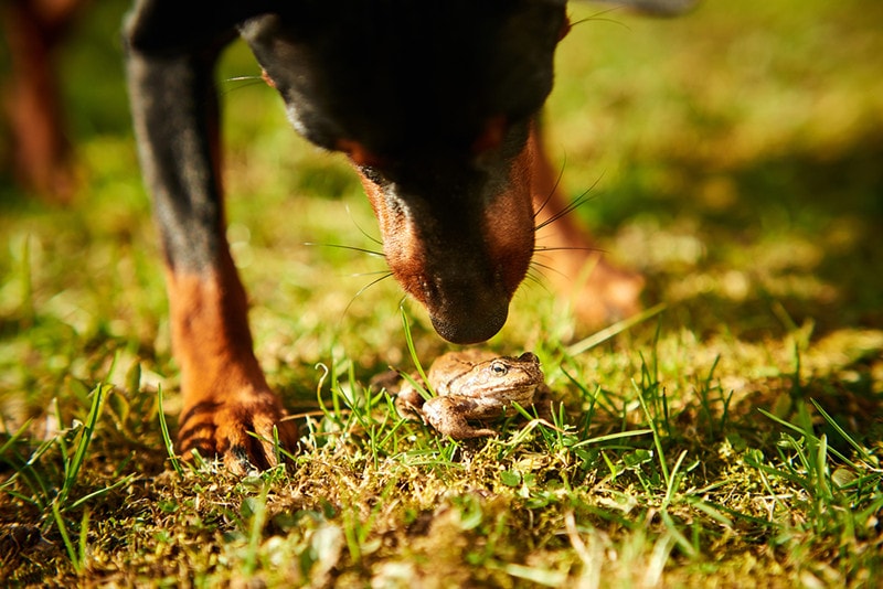 Dog Sniffing Frog