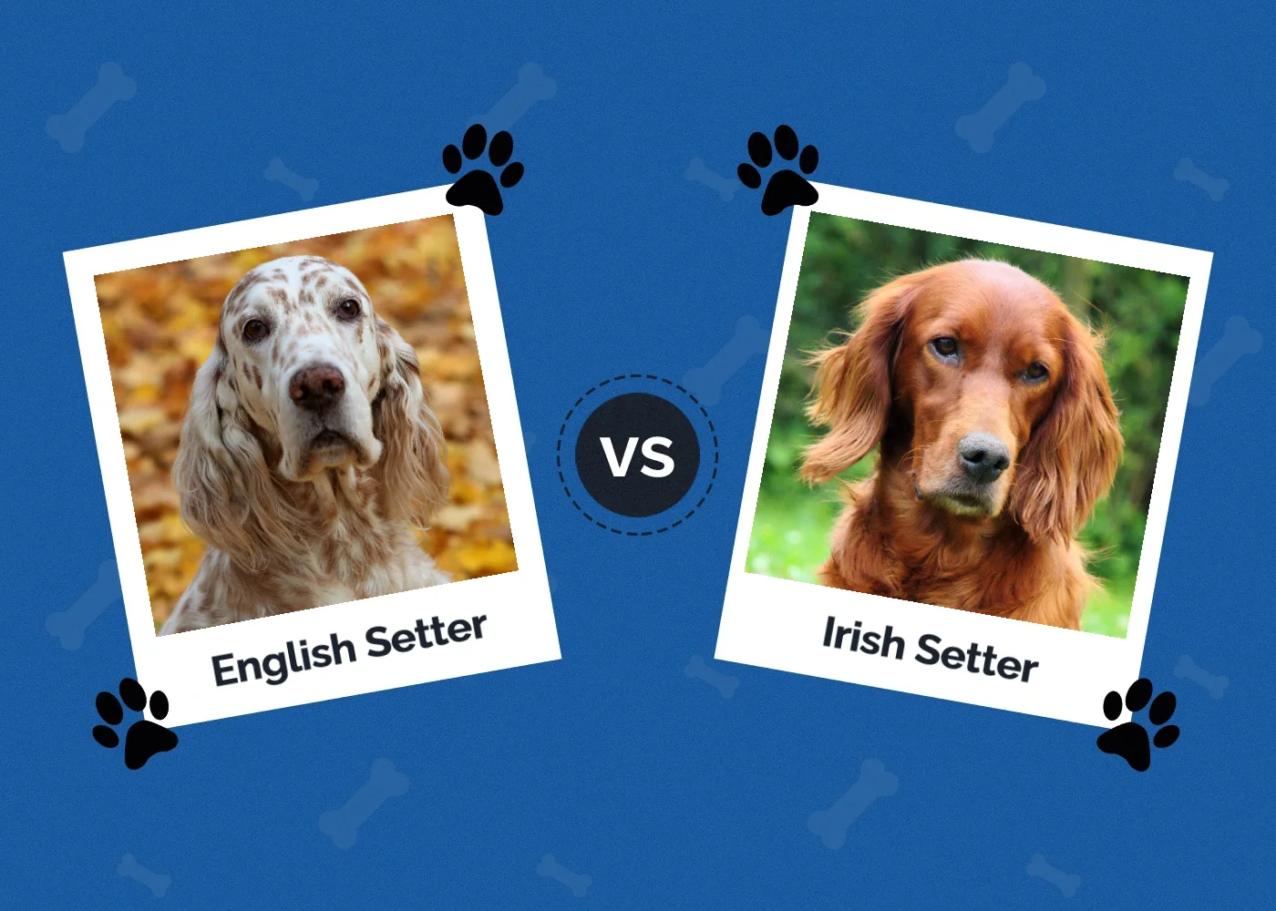 English vs Irish Setter - Featured Image