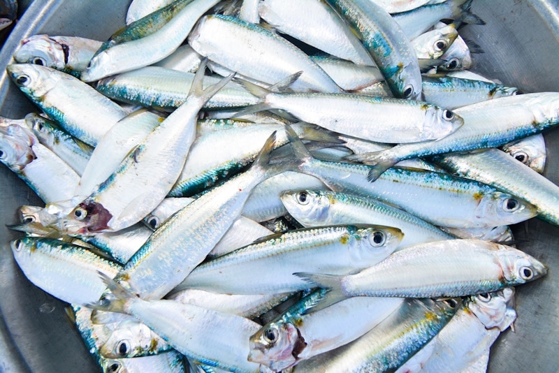Fresh herring in a big basin