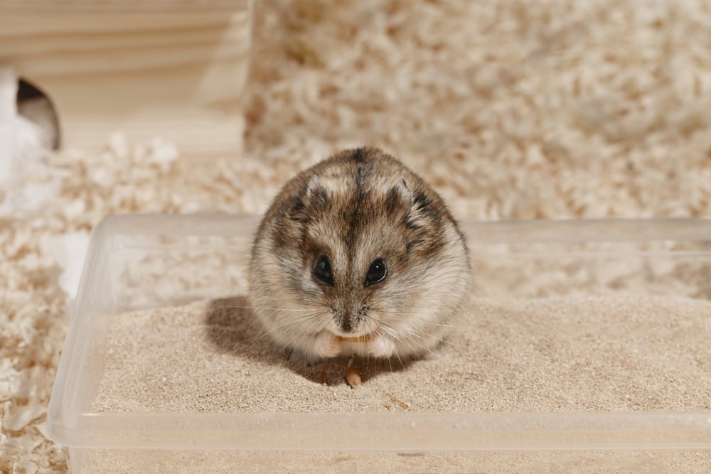 Hamster is eating a oat in its bathing sand