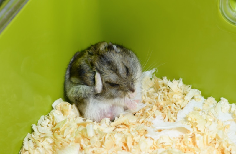 Hamster scratching using hind legs