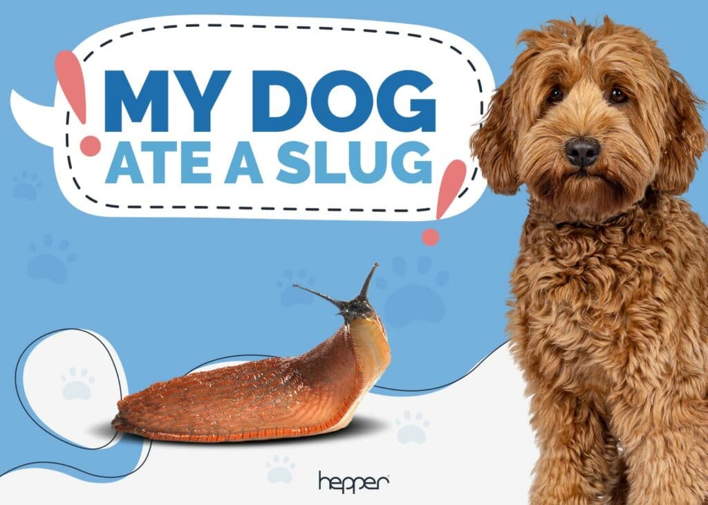 My Dog Ate a Slug