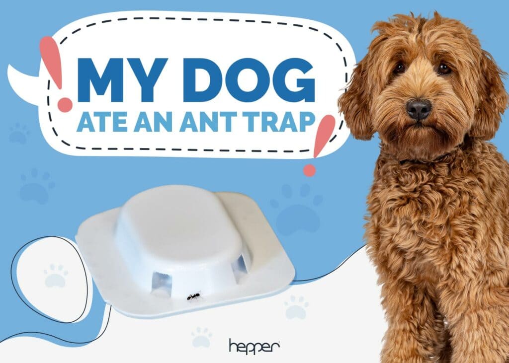 My Dog Ate an Ant Trap! Here’s What to Do (Vet Answer) Hepper