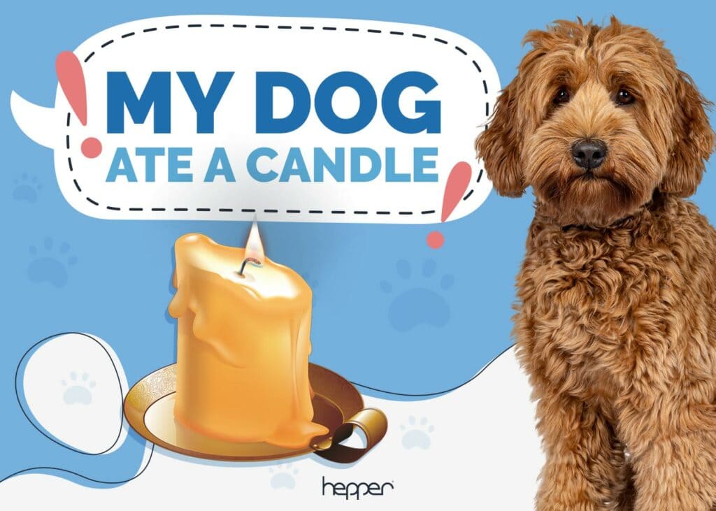 My Dog Ate a Candle