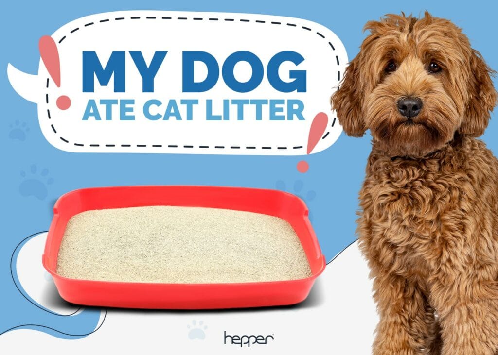 My Dog Ate Cat Litter