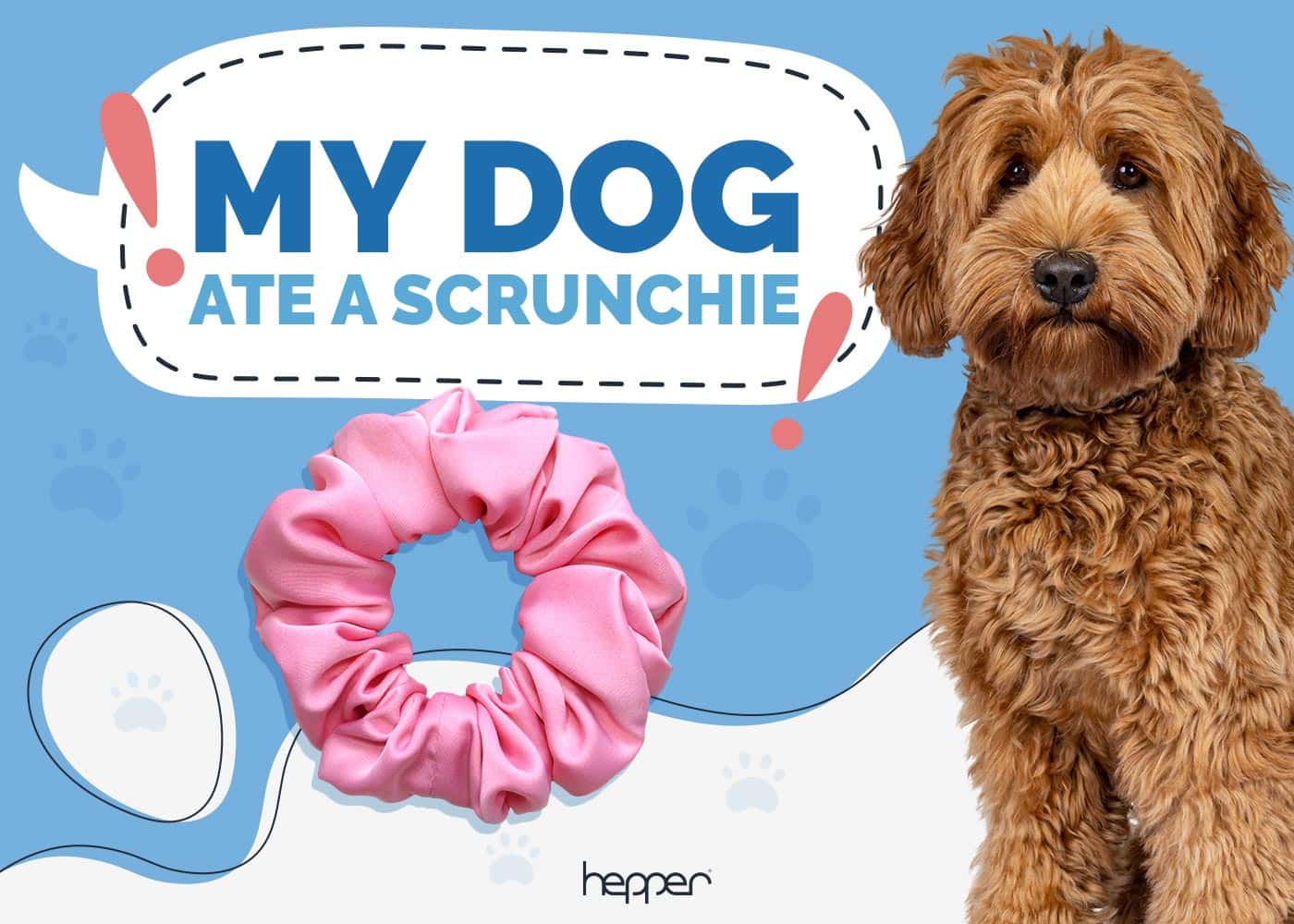 My Dog Ate a Scrunchie Our Vet Explains What to Do Hepper