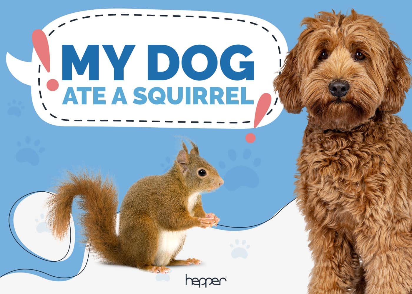 My Dog Ate a Squirrel