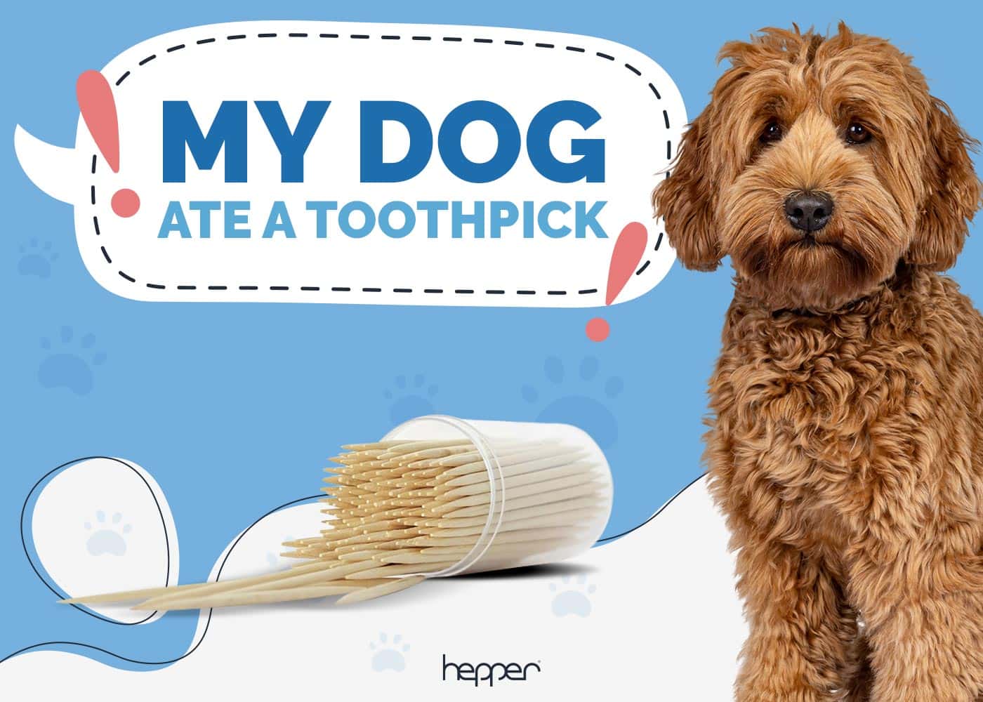 My Dog Ate a Toothpick! Here’s What to Do (Vet Answer) Hepper