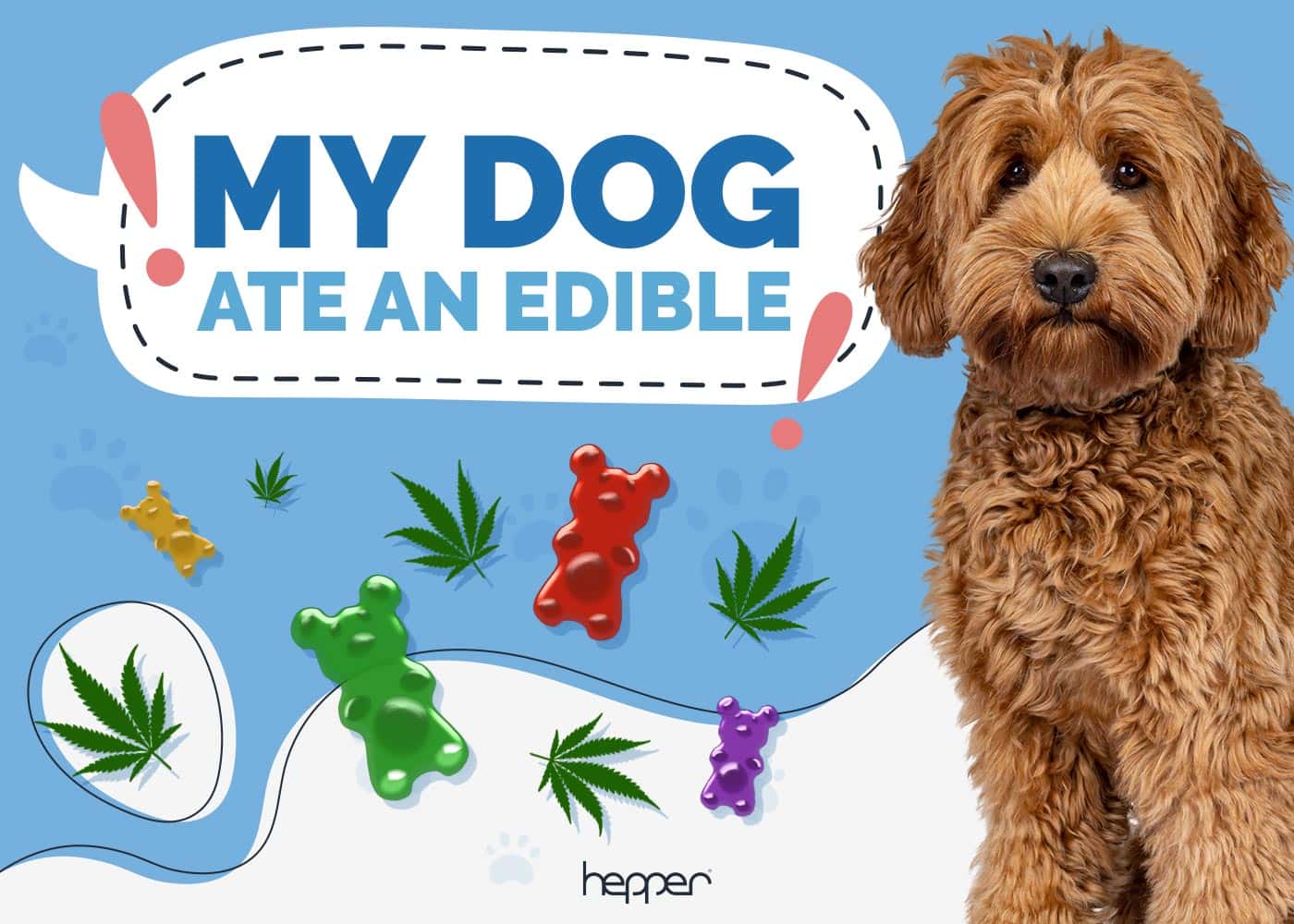 My Dog Ate an Edible Here's What to Do (Vet Answer) Hepper