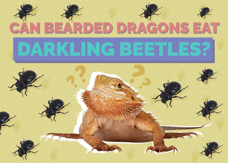Hepper_Can Bearded Dragons Eat_Darkling Beetles 2024