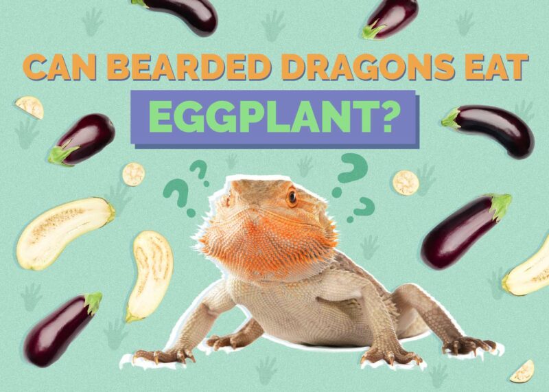 Hepper_Can Bearded Dragons Eat_Eggplants 2024