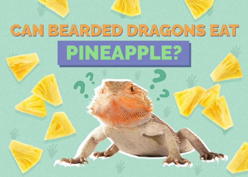 Hepper_Can Bearded Dragons Eat_Pineapples 2024