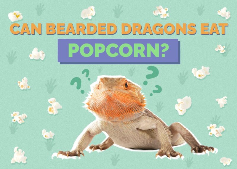 Hepper_Can Bearded Dragons Eat_Popcorn 2024