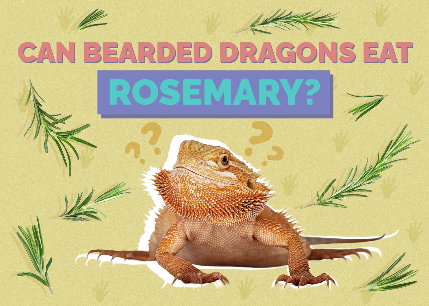 Hepper_Can Bearded Dragons Eat_Rosemary 2024