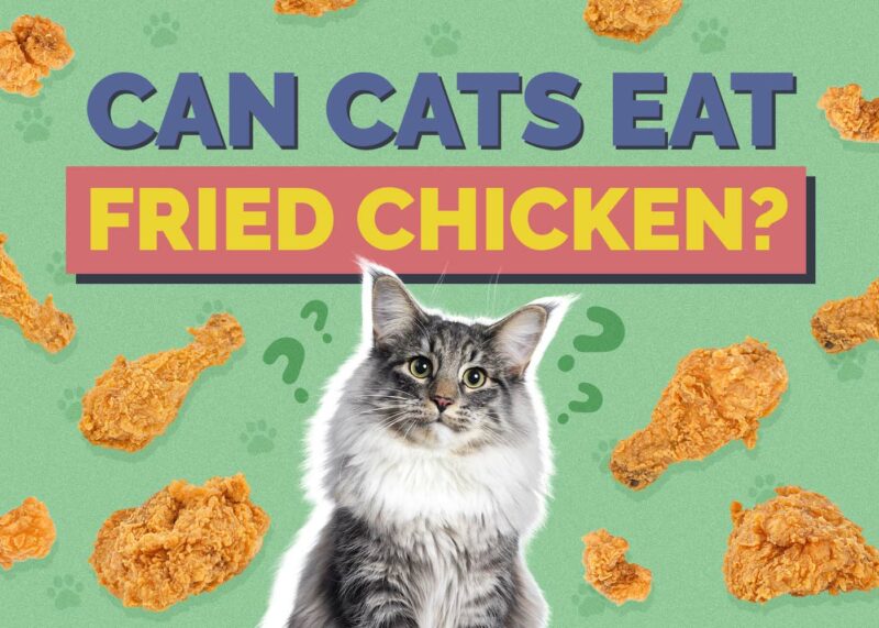 Hepper_Can Cats Eat_Fried Chicken