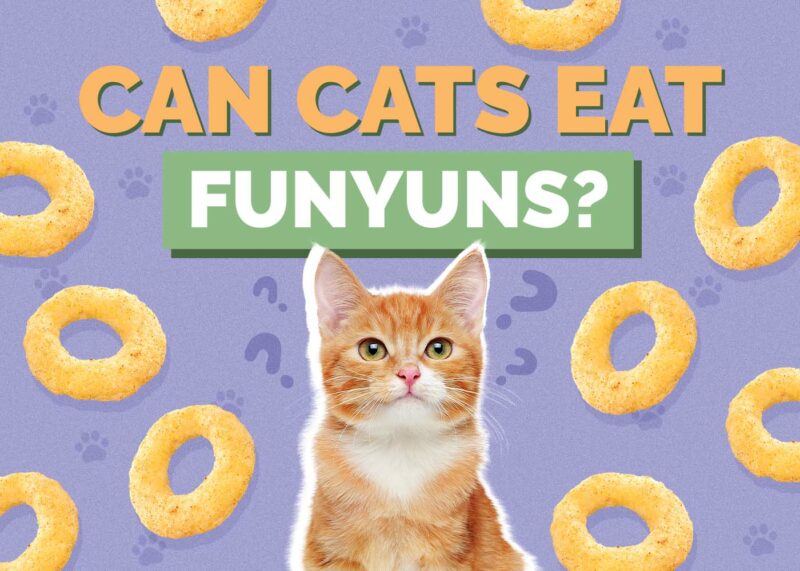 Hepper_Can Cats Eat_Funyuns 2024