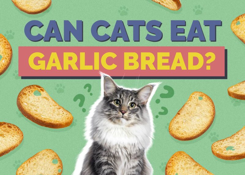 Hepper_Can Cats Eat_Garlic Bread 2024